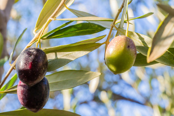 green olives on tree