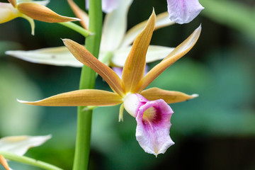 purple orchid flower