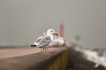 Seagulls standing in a row on a concrete pier