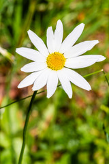 white daisy flower