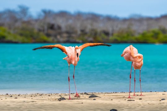 flamingos on the beach