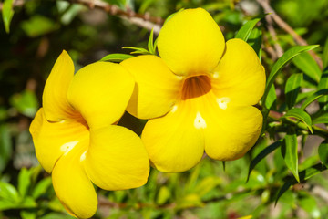 yellow flowers in the garden