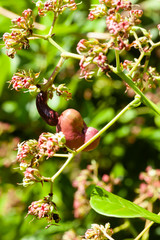 Cashew nuts on tree