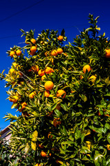oranges on tree