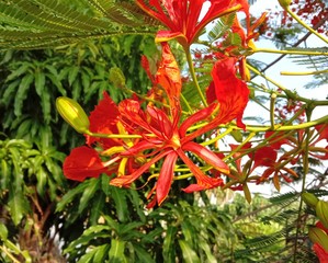 Caesalpinia pulcherrima flowers ( Peacock flowers) blooming branches hanging on tree closeup in the garden.In Nakhon Pathom, Thailand.
