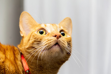 Gatos