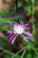 Obraz premium flower of a thistle