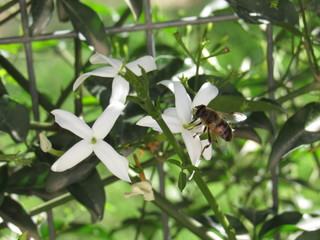 
bee on milk jasmine flower