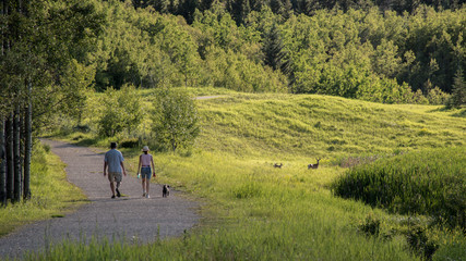 Couple walking the dog in a public park pathway. People going for a walk in nature. Green forest and family of deer in a meadow background