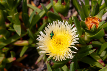 bee on yellow flower