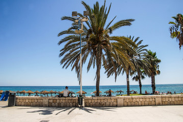 Palm trees on the beach