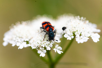 ladybug on flower