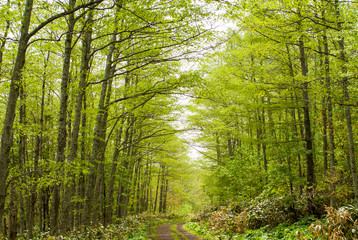 新緑の青葉芽吹く北海道の林道
