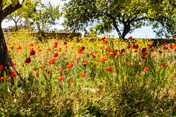 poppies in the field