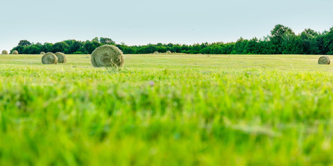 round bales of dry hay in a green field © Sergey