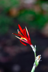 Heliantus, tropical flower