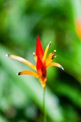 Obraz premium Heliantus, tropical flower