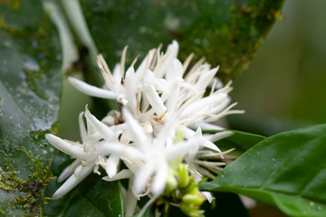 close up of a white flower