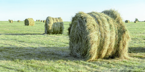 round bales of dry hay in a green field