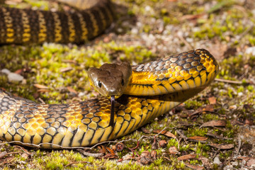 Eastern Tiger Snake in defence pose