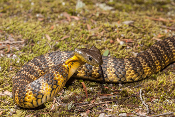 Eastern Tiger Snake in defence pose