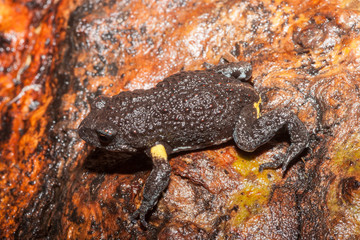 Obraz premium Brown Toadlet walking on tree bark