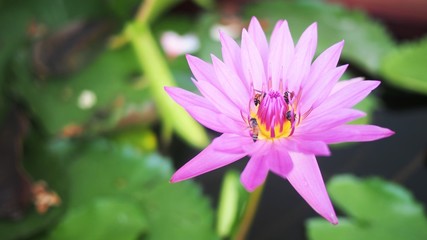 Obraz premium A lily lotus is floating on water.