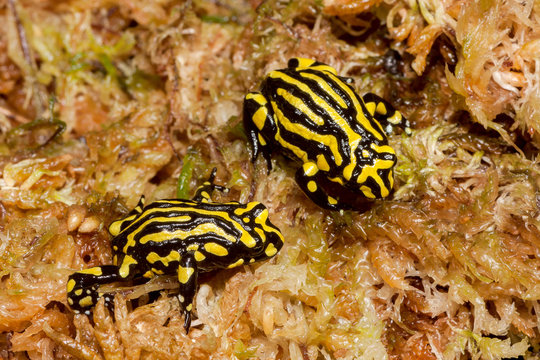 Southern Corroboree Frog