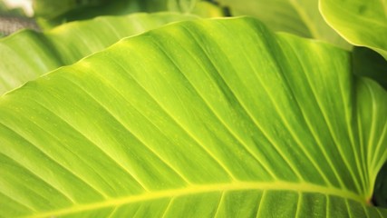 Philodendron is a large genus of flowering plants.