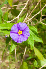 blue flower on green background