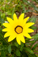 yellow flower in the garden