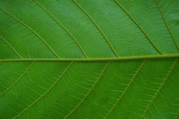 Fototapeta na wymiar Close Up Of Green Leaf