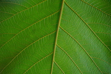 Close Up Of Green Leaf