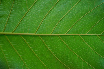 Close Up Of Green Leaf