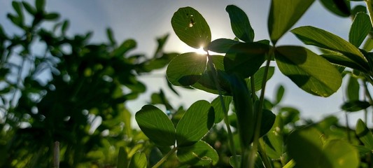 green leaves on blue sky background