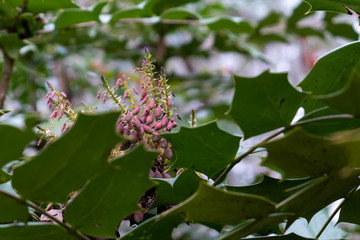 Purple flowering and dying berries on a Mahonia plant.