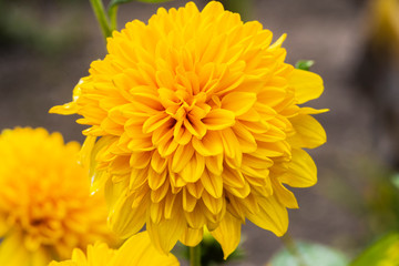 yellow chrysanthemum flower