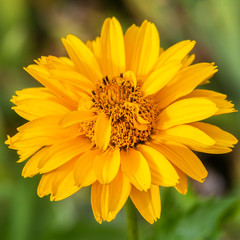 yellow daisy flower