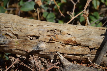 Fototapeta premium Butterfly on log