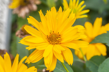 yellow flower in the garden