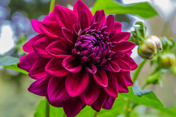 purple dahlia flower
