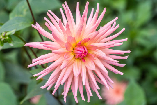 pink dahlia flower in garden