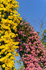 Obraz premium lots of small yellow and lilac chrysanthemum flowers vertical composition