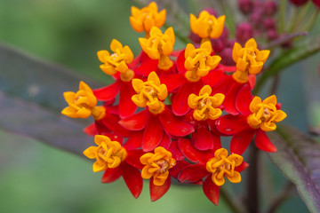 red and yellow flowers