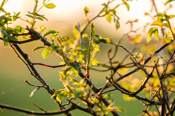 Branches of a bush in the sunlight during golden hour with a beautifully blurred background.