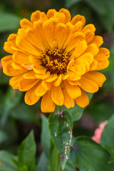 orange dahlia flower in garden