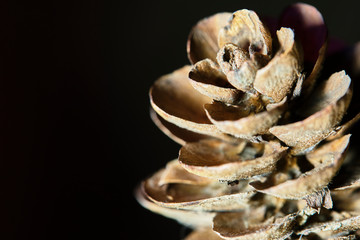 macro leaf bumps