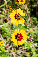 Obraz premium yellow and red flower