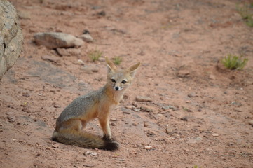 Kit fox
