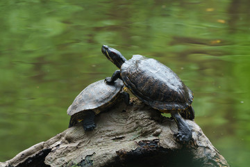 Obraz premium ミドリガメ